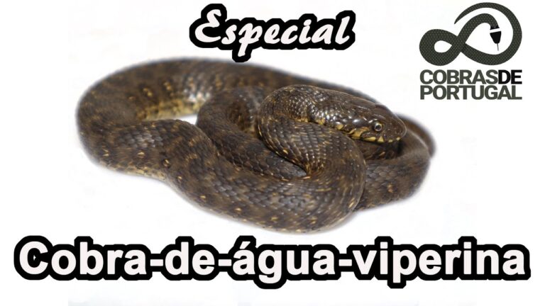 A fascinante cobra de água em Portugal: desvendando os segredos do seu habitat