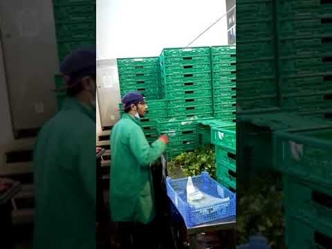 Empregos de Embalagem em Portugal: O Guia Definitivo