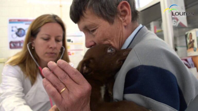 Pre&ccedil;os do veterin&aacute;rio municipal de Loures: otimiza&ccedil;&atilde;o e concis&atilde;o
