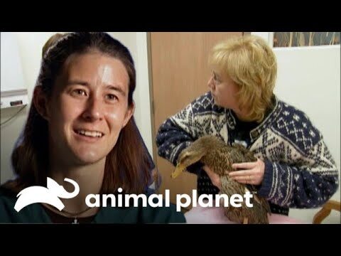 Melhores Veterin&aacute;rios em Barcelos: Cuidados de Qualidade para o seu Animal de Estima&ccedil;&atilde;o