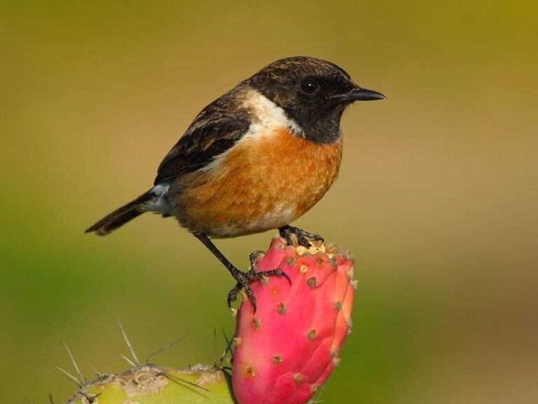 Cartaxo Comum: Aves migrat&oacute;rias e seu impacto no ecossistema