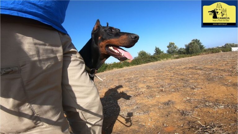 Preço do Doberman em Portugal: Guia Completo e Otimizado