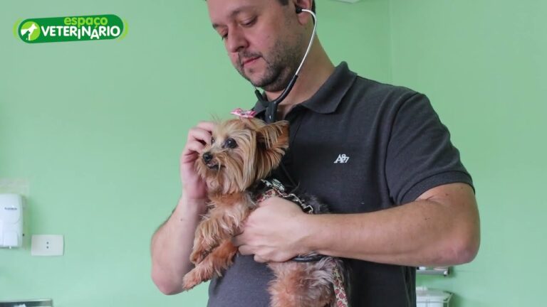 Servi&ccedil;os Veterin&aacute;rios de Qualidade em Bragan&ccedil;a: Encontre o Melhor Veterin&aacute;rio para seu Animal de Estima&ccedil;&atilde;o