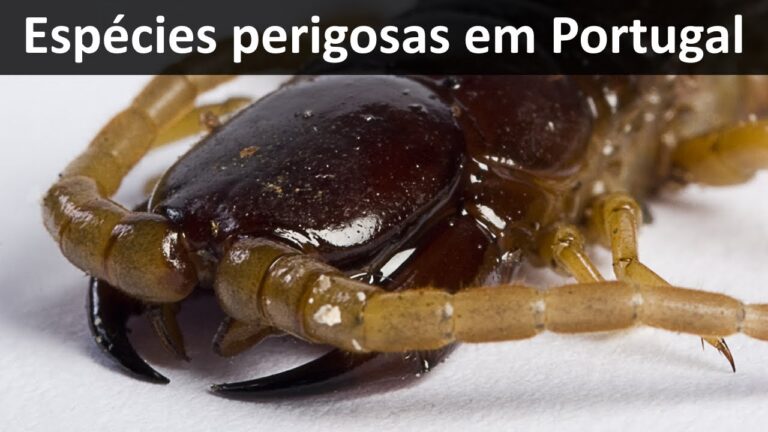 Animais Venenosos em Portugal: Conhe&ccedil;a os Perigos da Fauna Local