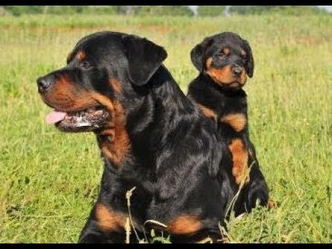 Nomes para C&atilde;es: Lista de Nomes Portugueses