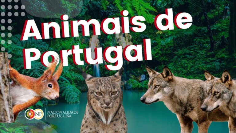 A incrível diversidade de animais selvagens em Portugal