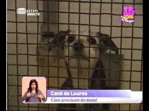 Descubra os Melhores Canis em Loures