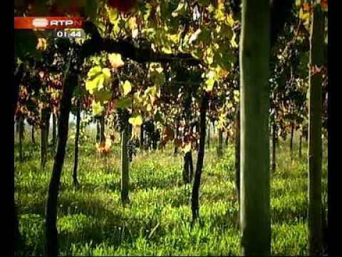Descubra as encantadoras Casas Carape&ccedil;os: O ref&uacute;gio perfeito no norte de Portugal