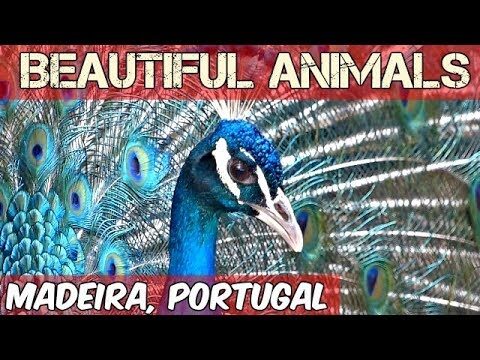 Animais da Madeira: Diversidade e Conservação
